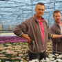 Arcadia hoge lichtpresetaties voor pluischrysanten