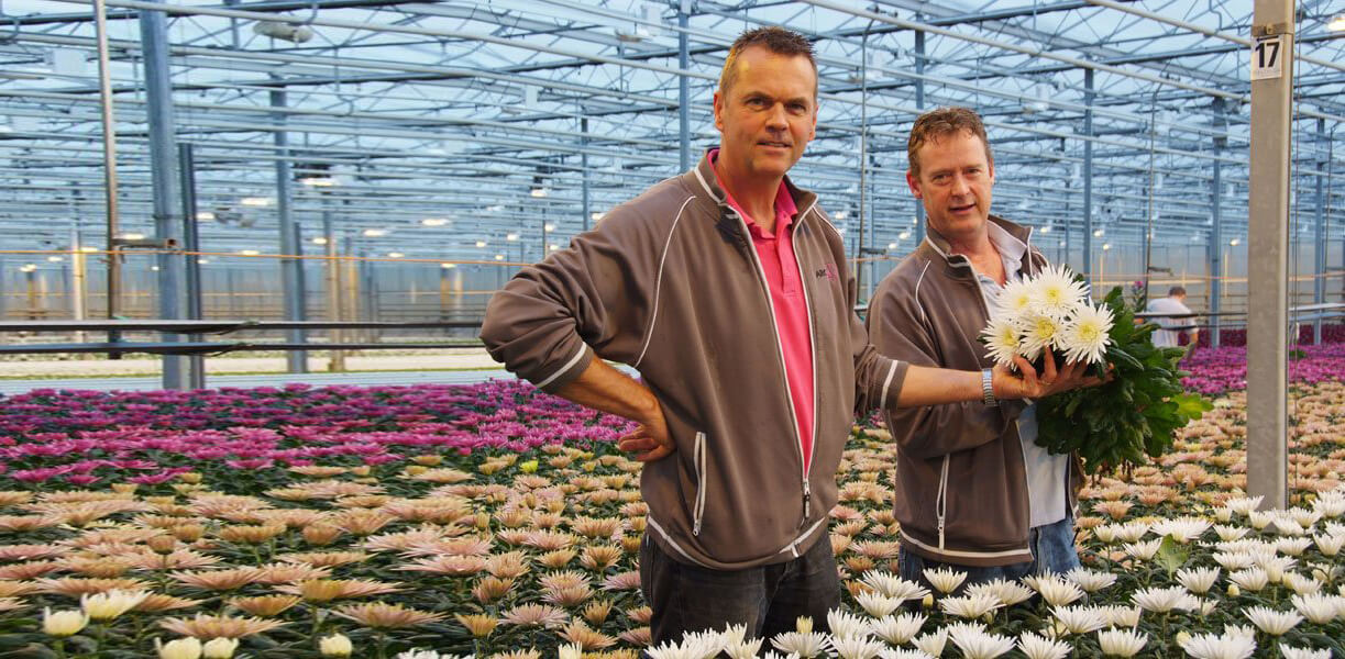 Arcadia hoge lichtpresetaties voor pluischrysanten