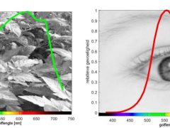 Gevoeligheid voor lichtspectrum