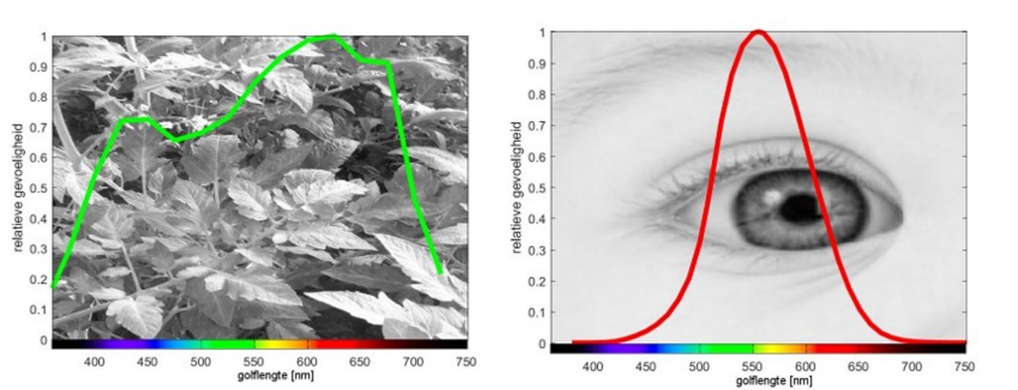 Gevoeligheid voor lichtspectrum