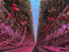 Tomaten in kas