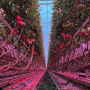 Tomaten in kas